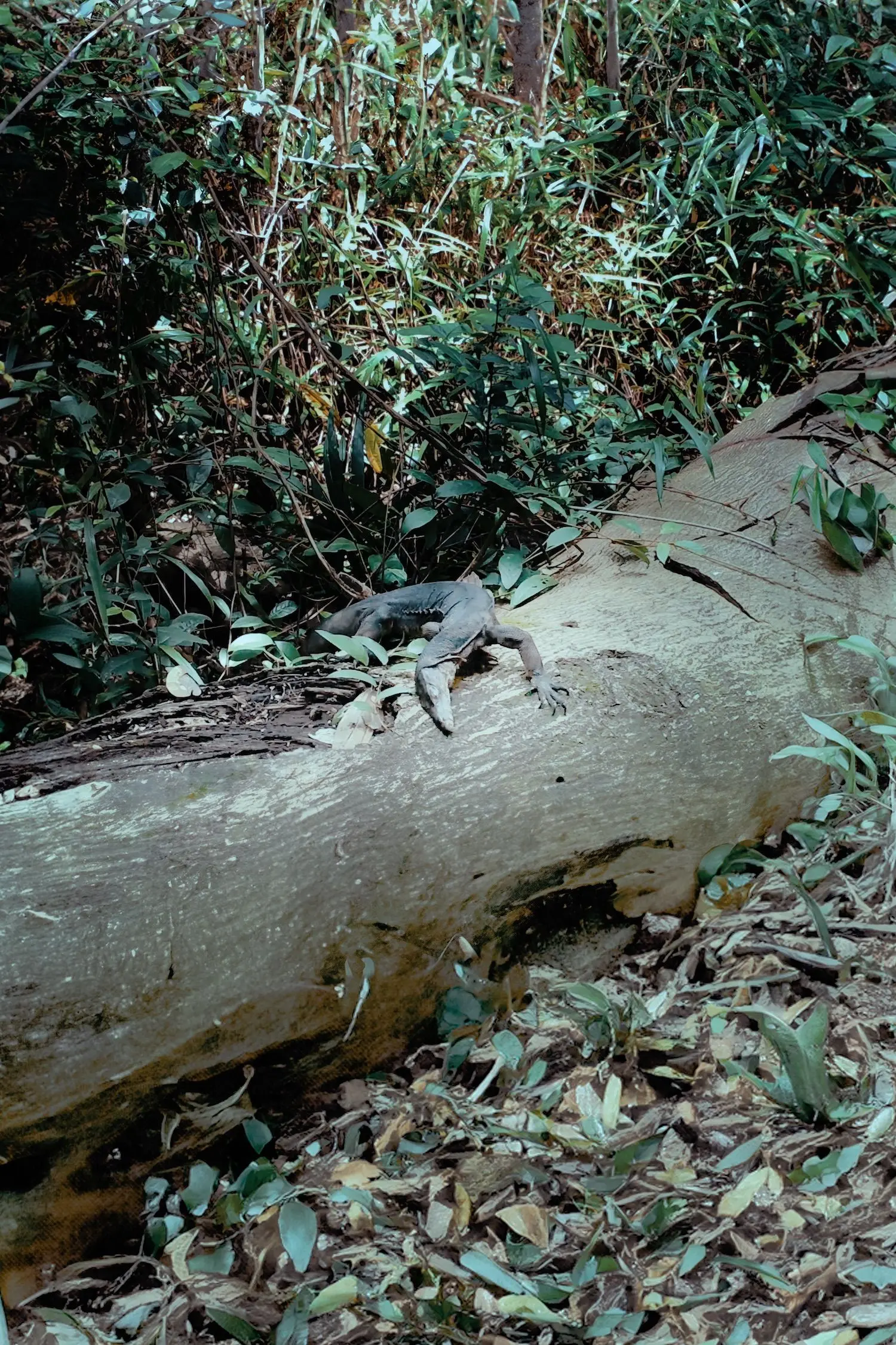 The Centre of All Things © Robert Zhao Renhui
