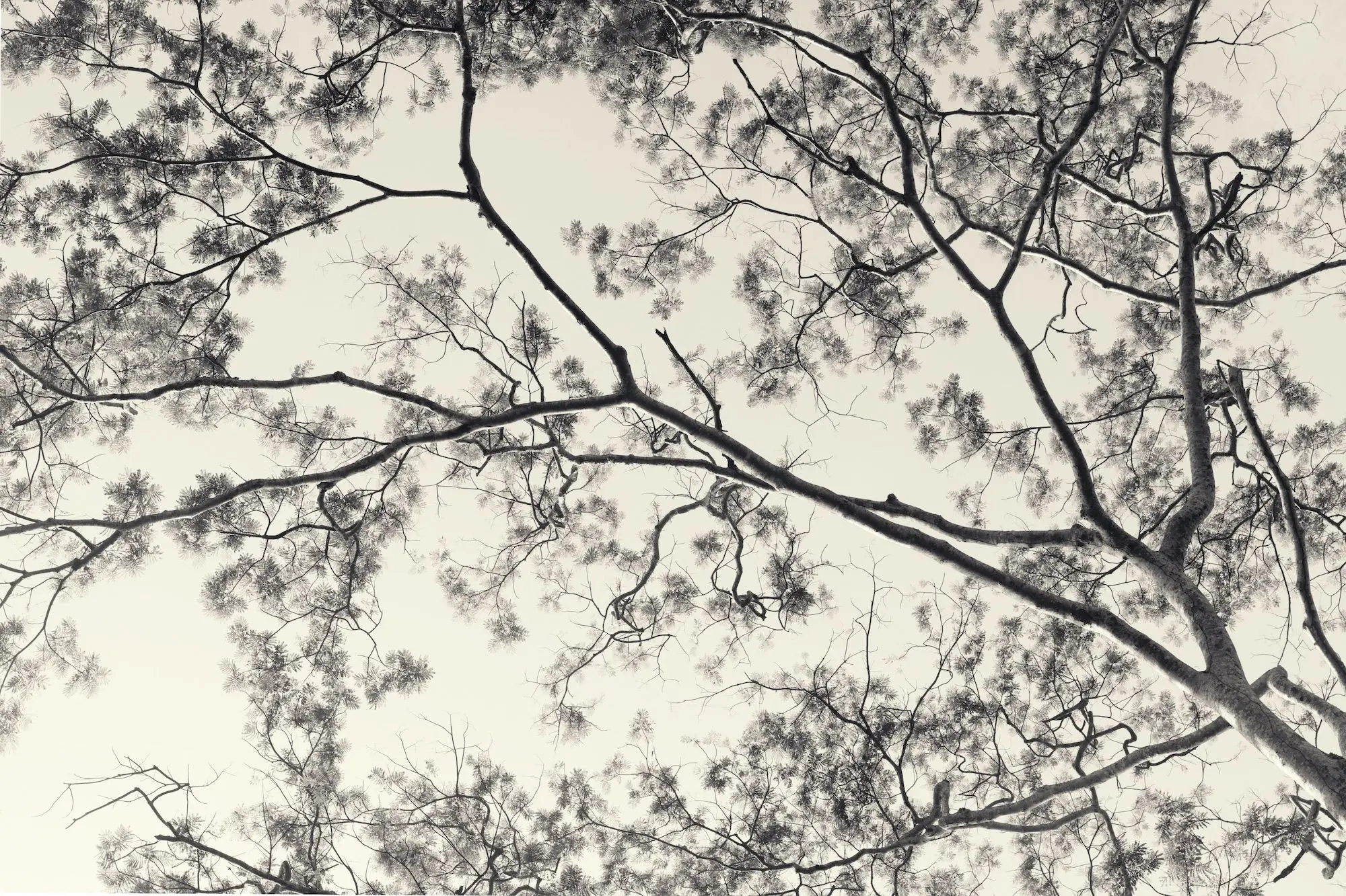 Every Tree is its Own Universe © Robert Zhao Renhui